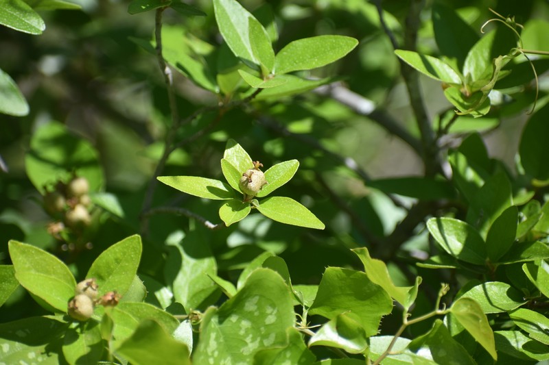 Croton alabamensis var. texensis photo 6