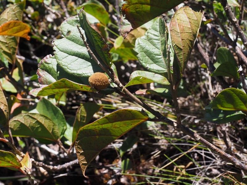 Croton alchorneifolius photo 2