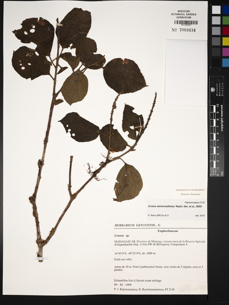 Croton alchorneifolius photo 3