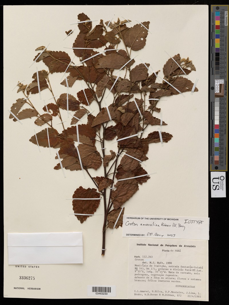 Croton amaraliae
