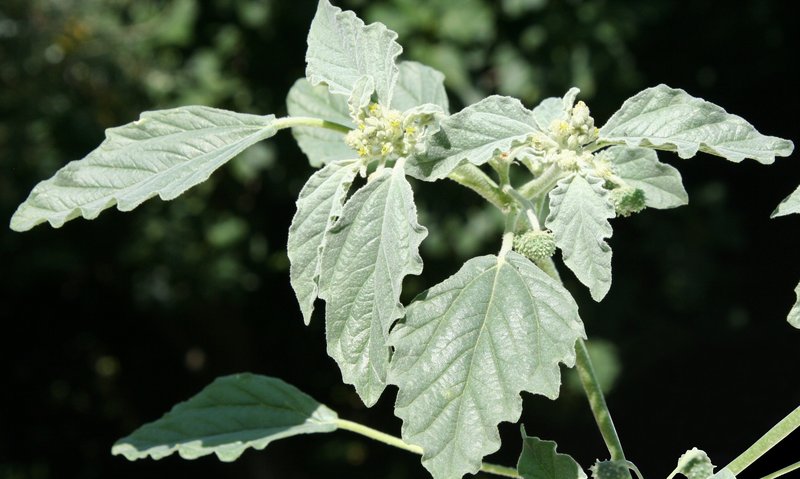 Silver July Croton photo 6