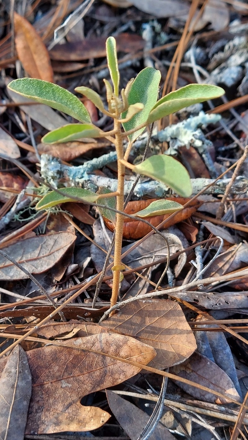 Healing Croton photo 2