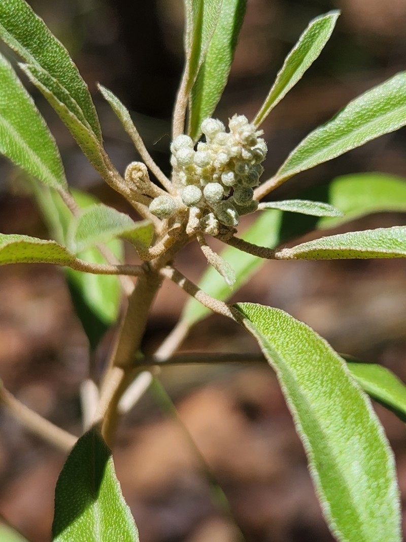 Healing Croton photo 4
