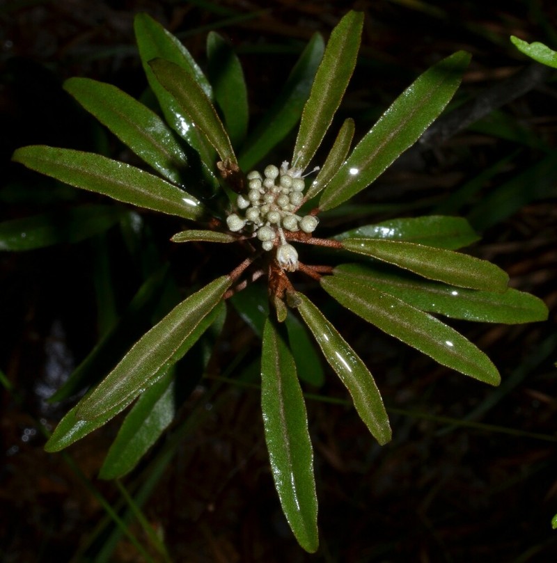 Healing Croton photo 5