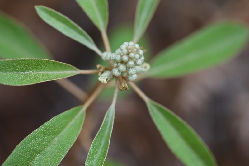 Healing Croton photo 6