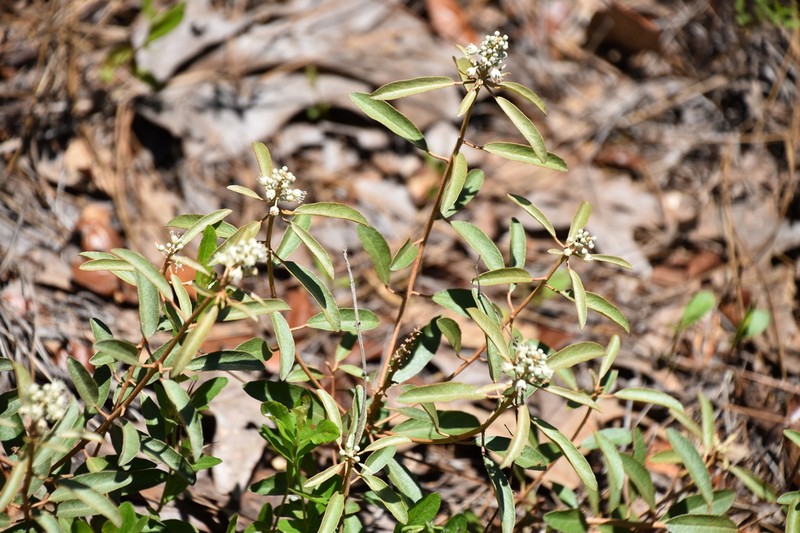 Healing Croton photo 7