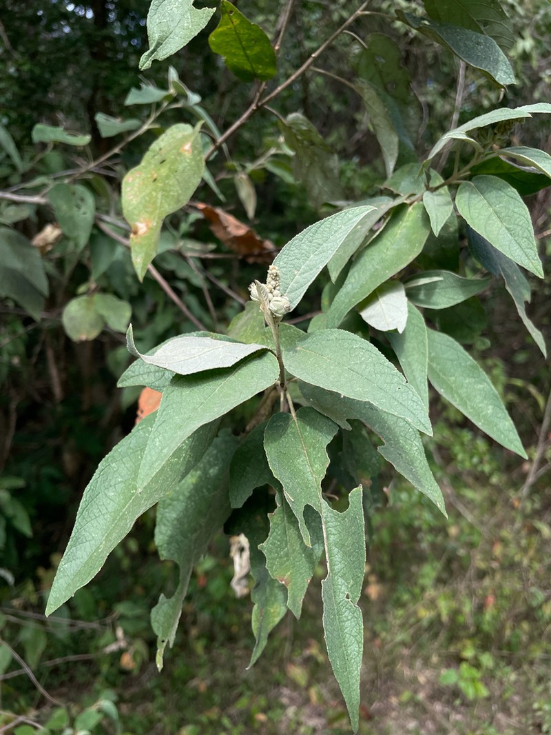 Wild Marrow