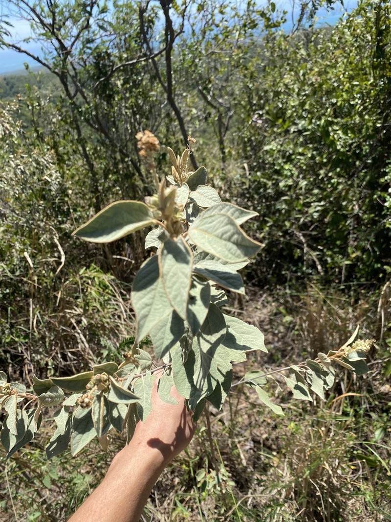 Wild Marrow photo 3