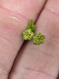 Beechleaf Croton