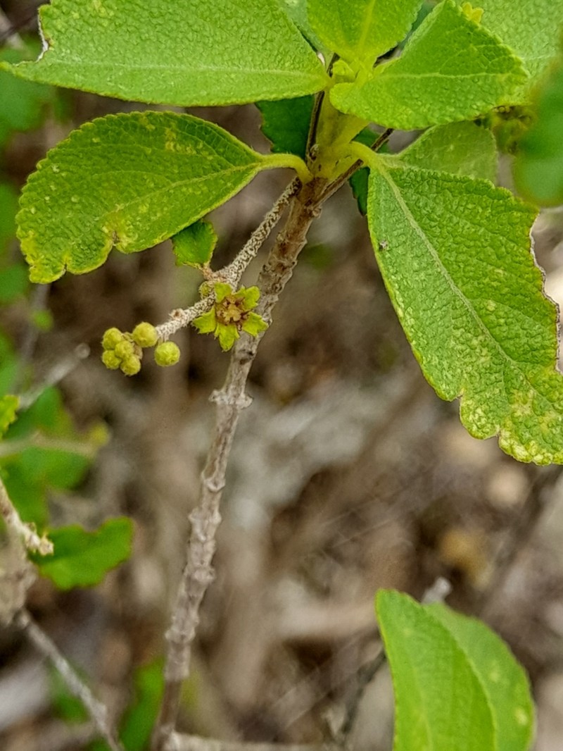 Beechleaf Croton photo 2