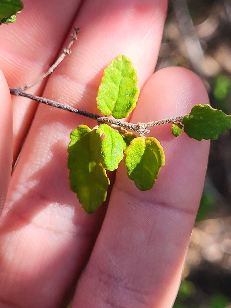 Beechleaf Croton photo 3