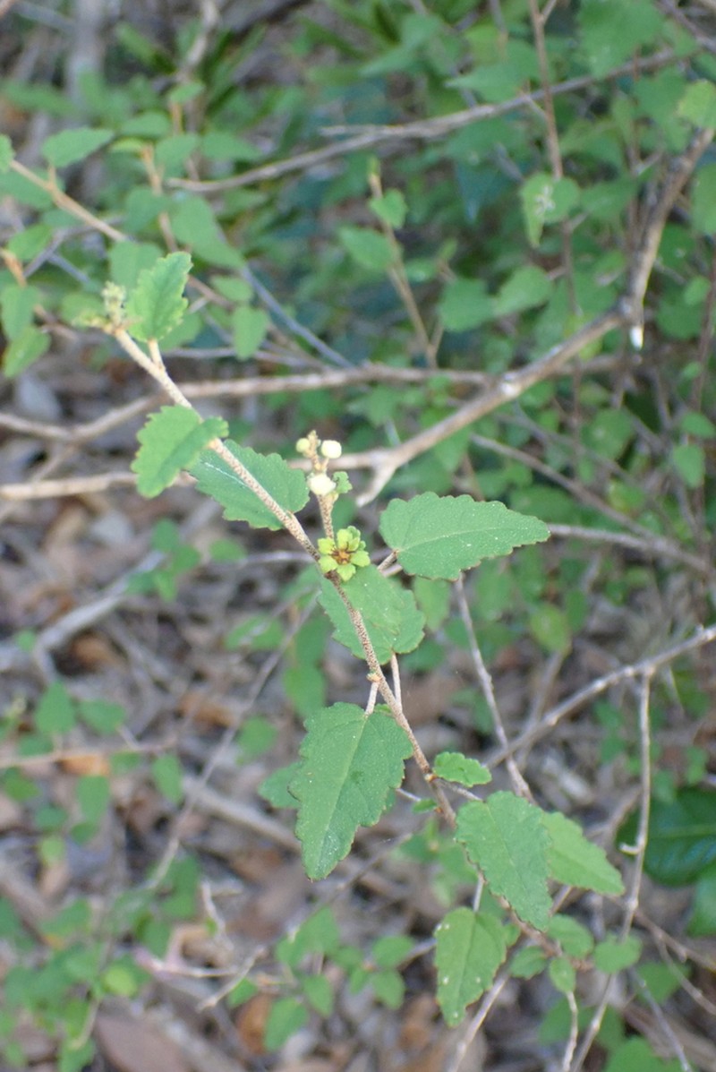 Beechleaf Croton photo 6