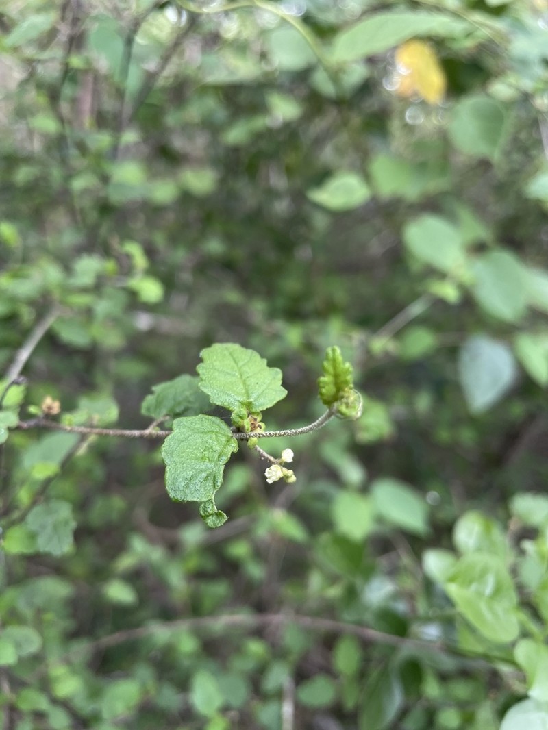 Beechleaf Croton photo 7
