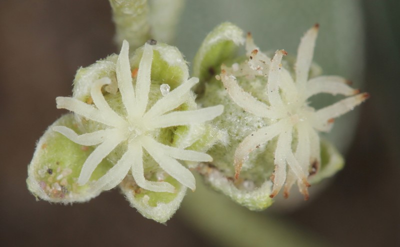 Croton bigbendensis