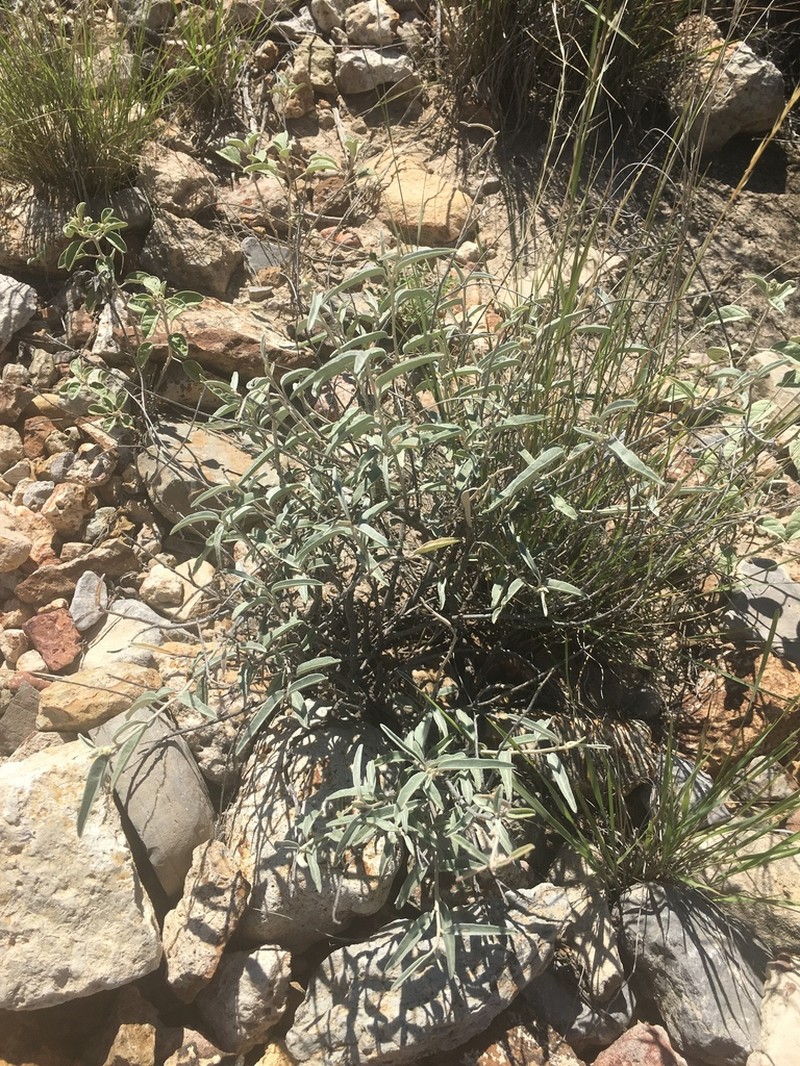 Croton bigbendensis photo 4