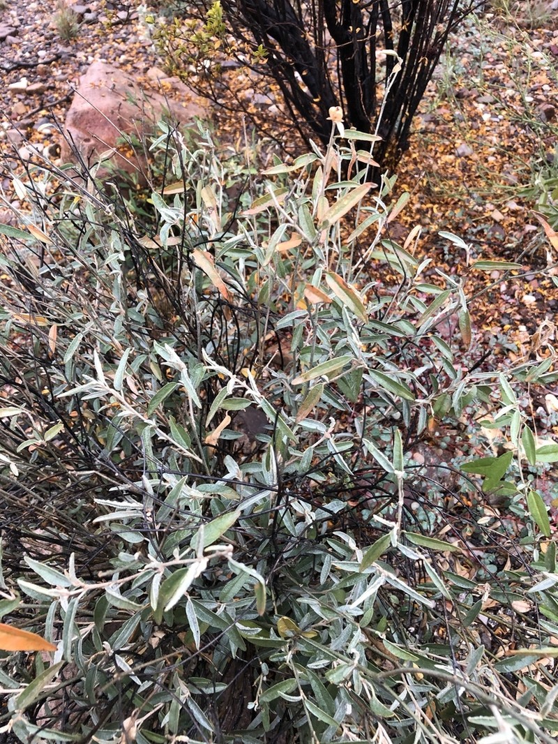 Croton bigbendensis photo 6