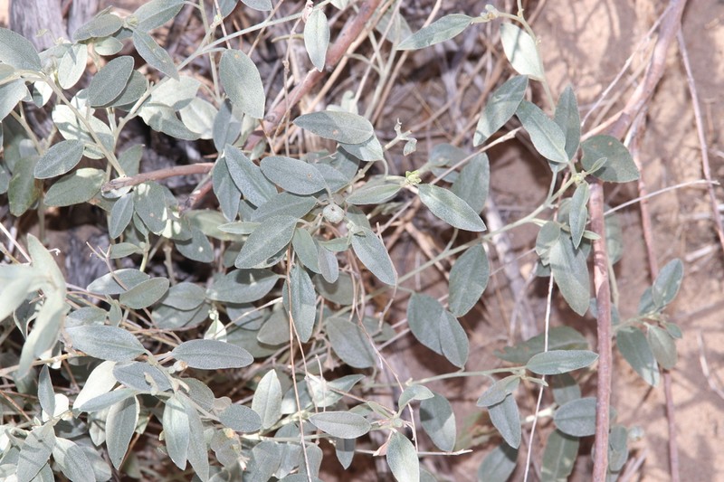 Croton bigbendensis photo 8