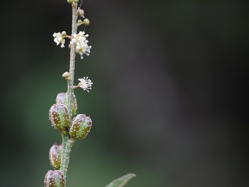 Bonpland's Croton photo 2