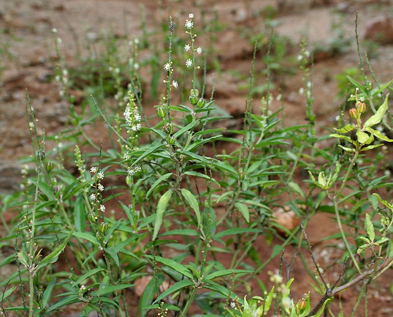 Bonpland's Croton photo 4