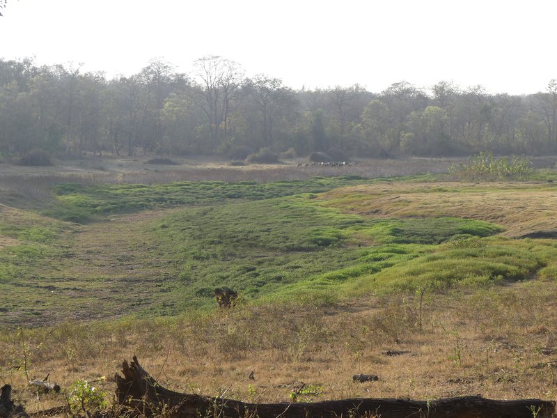 Bonpland's Croton photo 7