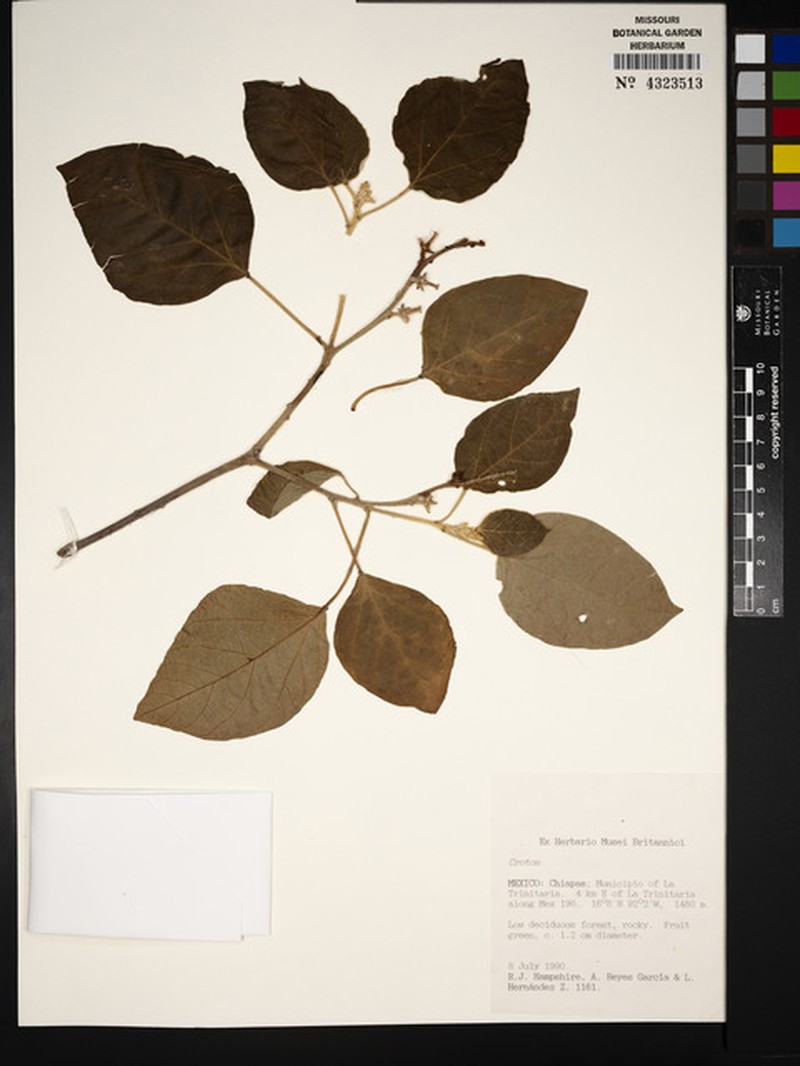 Croton calcareus