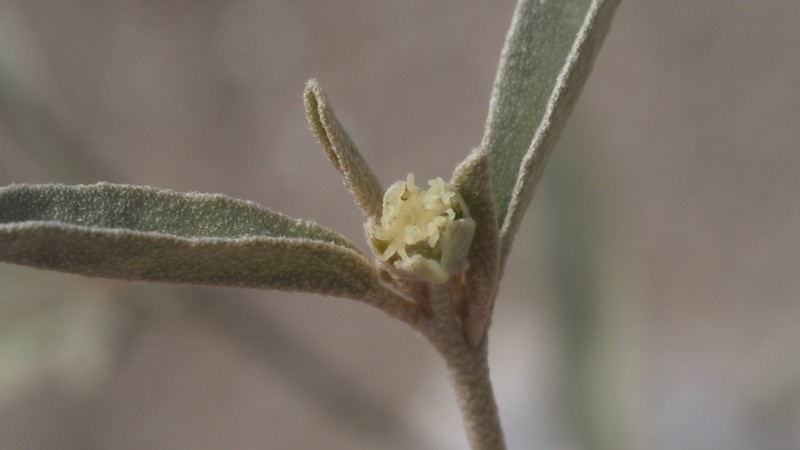 California Croton photo 3