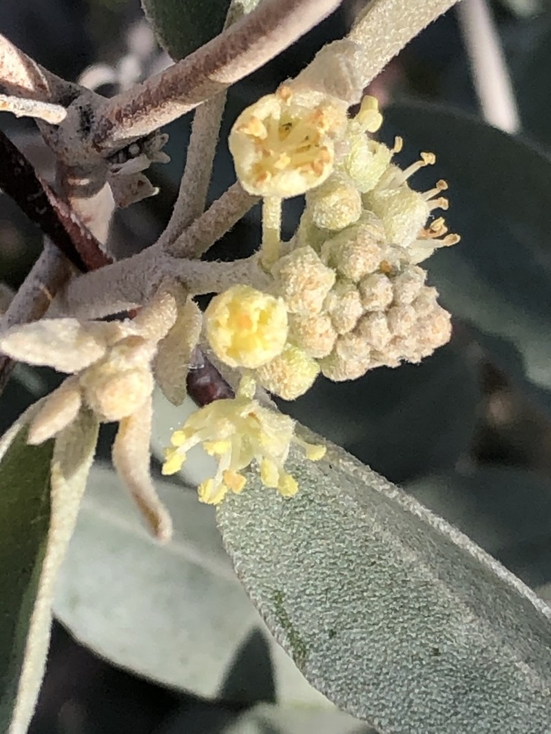 California Croton photo 7