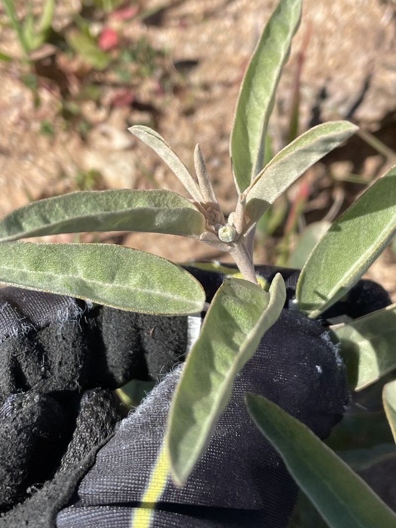 California Croton photo 8