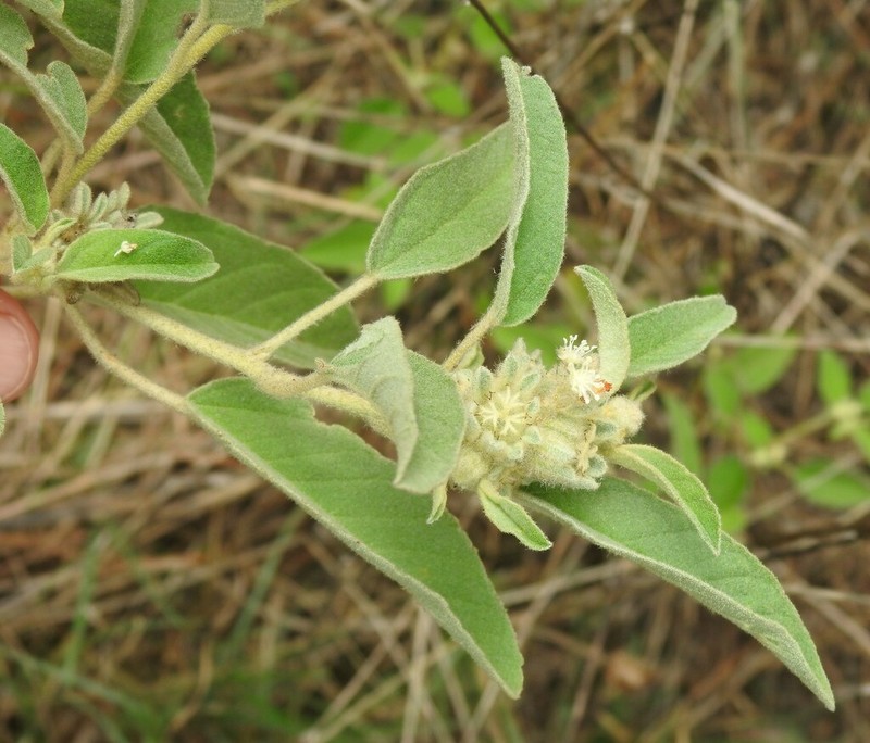 Hogwort photo 3