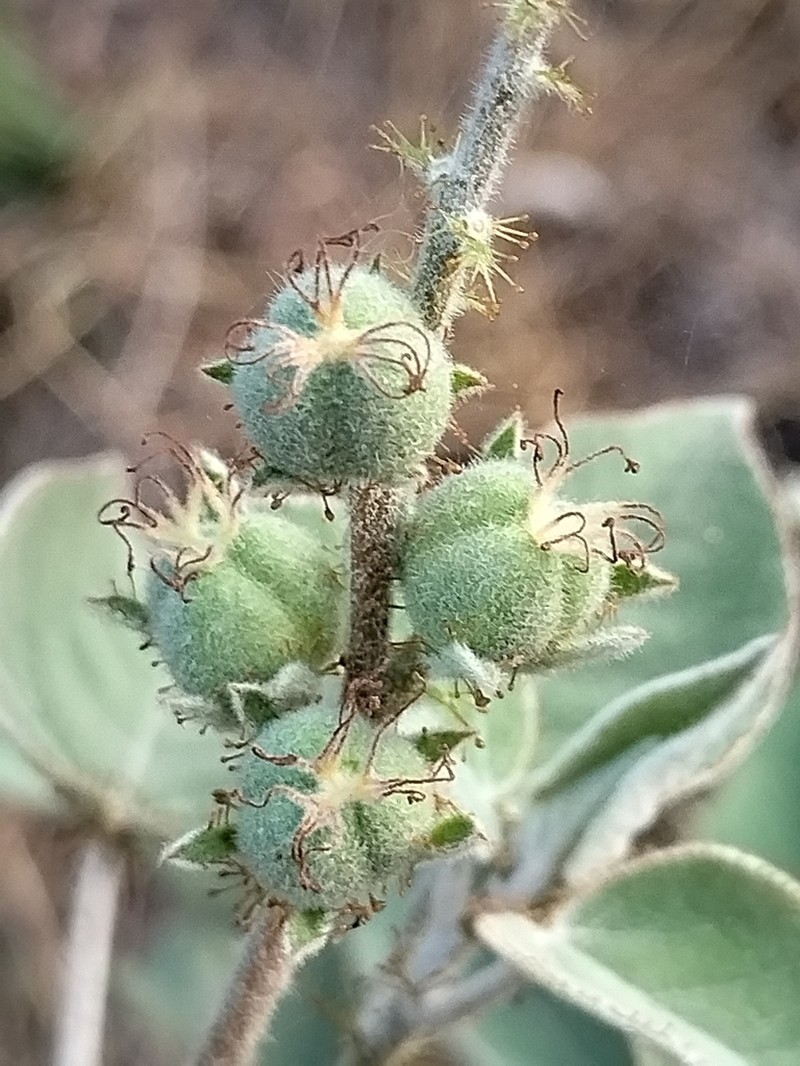Mexican Croton