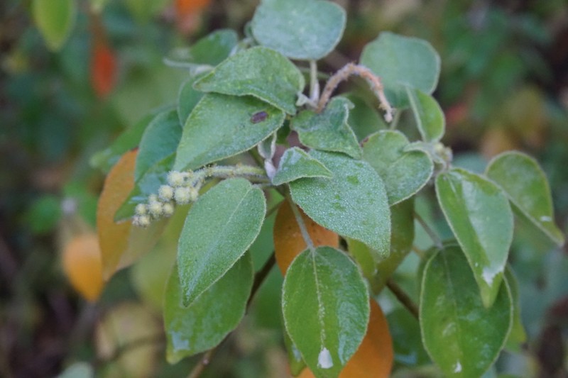 Mexican Croton photo 3