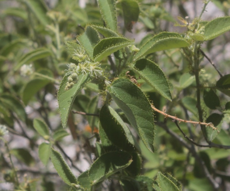 Mexican Croton photo 8
