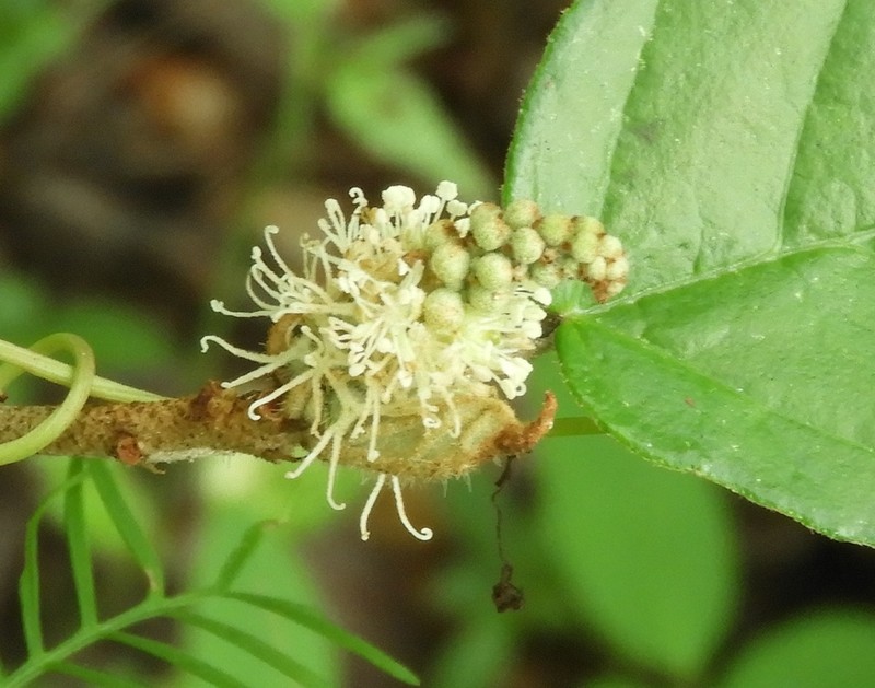 Cortez's Croton