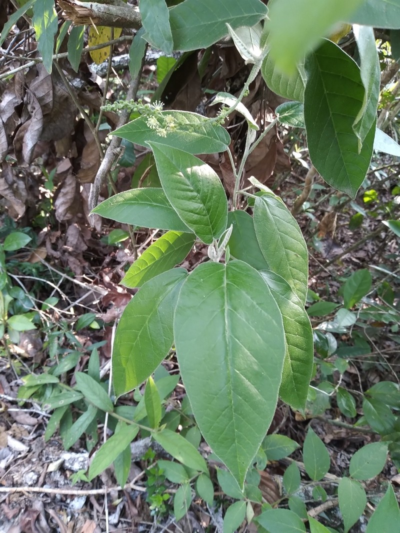 Cortez's Croton photo 2
