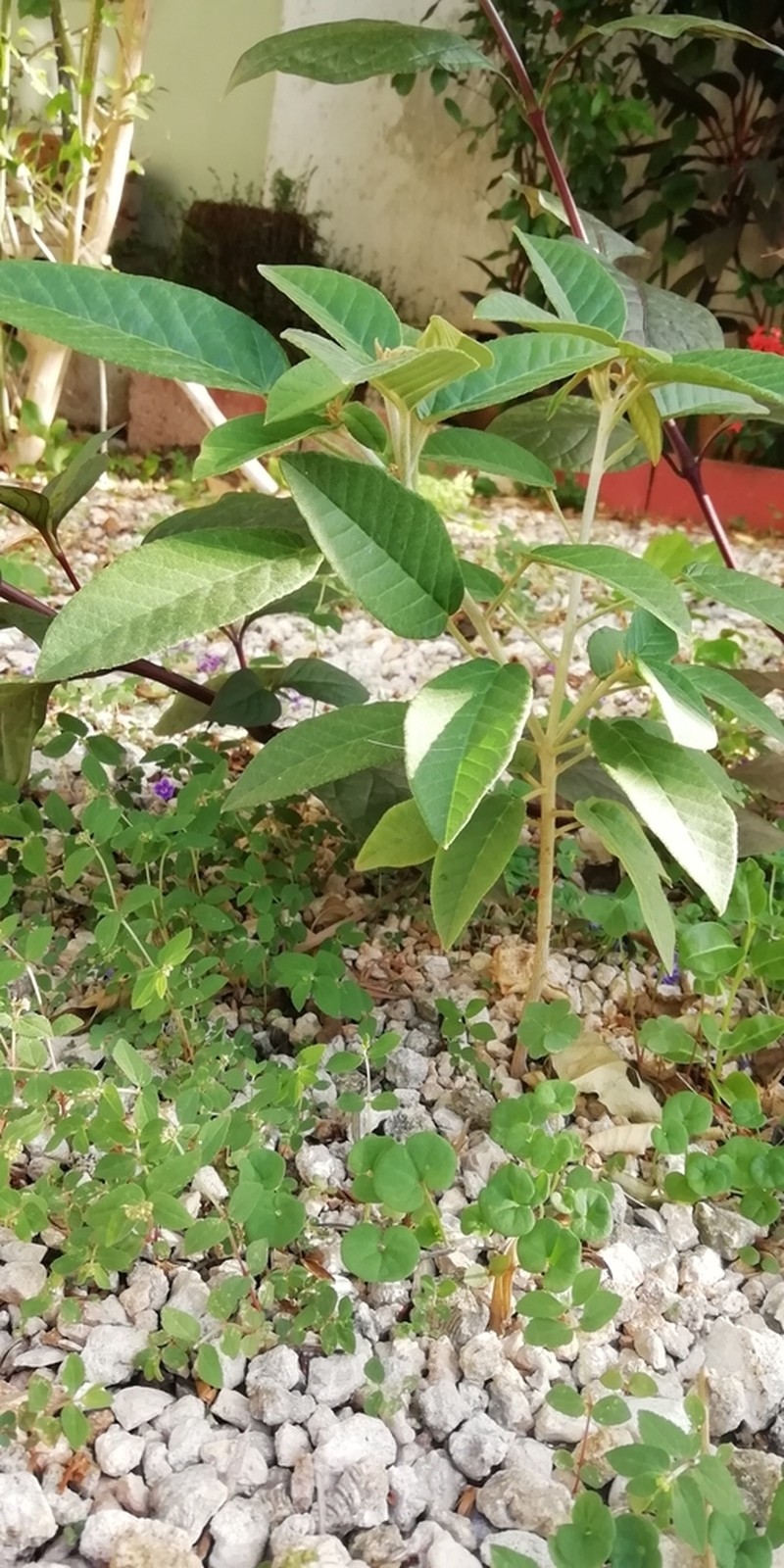 Cortez's Croton photo 3