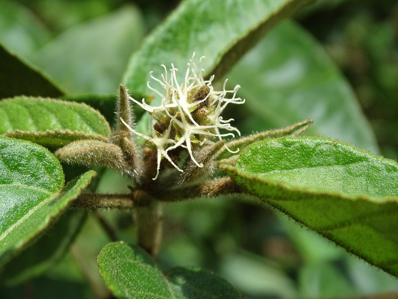 Cortez's Croton photo 4