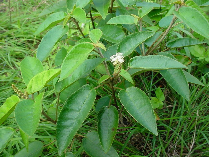 Cortez's Croton photo 5