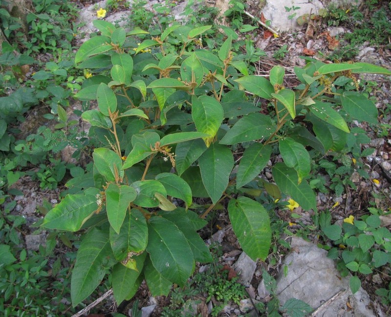 Cortez's Croton photo 6
