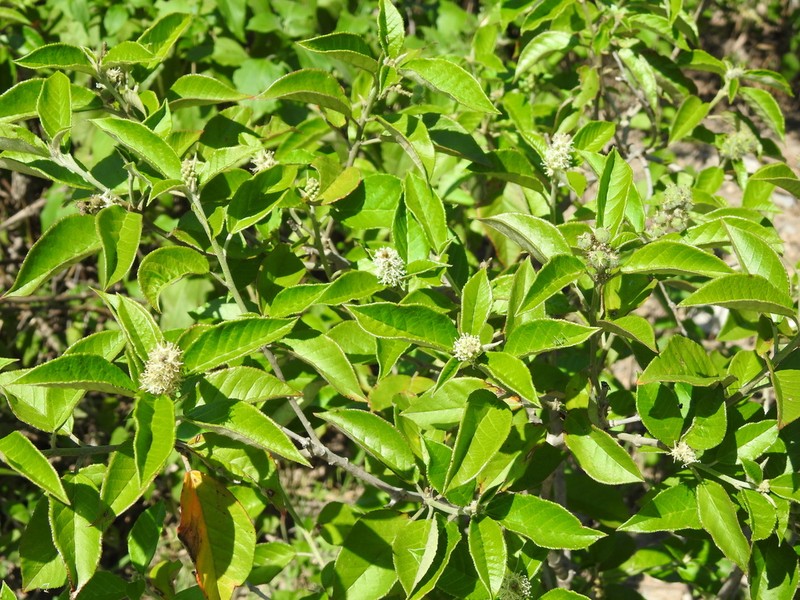 Cortez's Croton photo 7