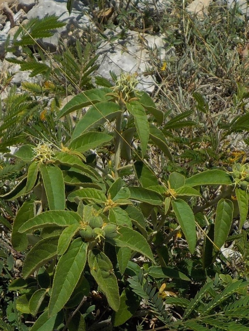 Cortez's Croton photo 8