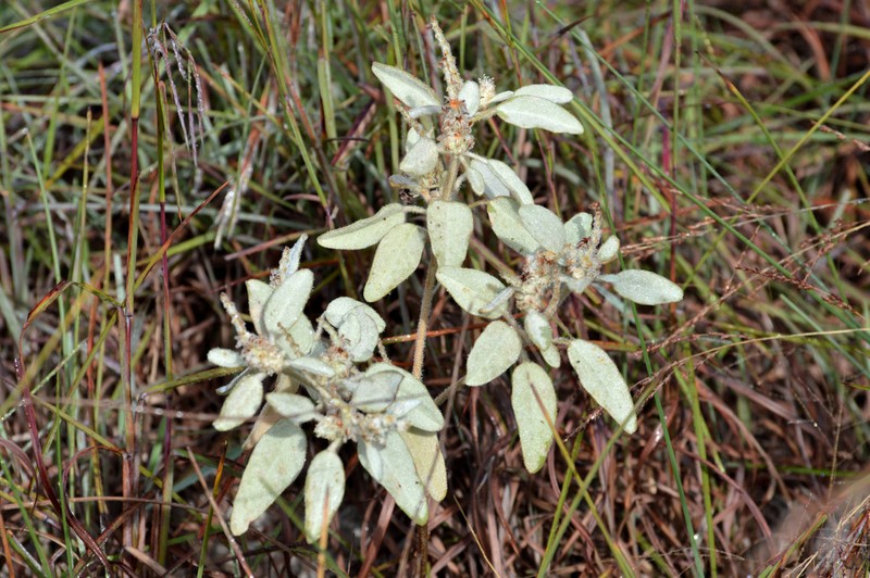 Cory's Croton photo 2