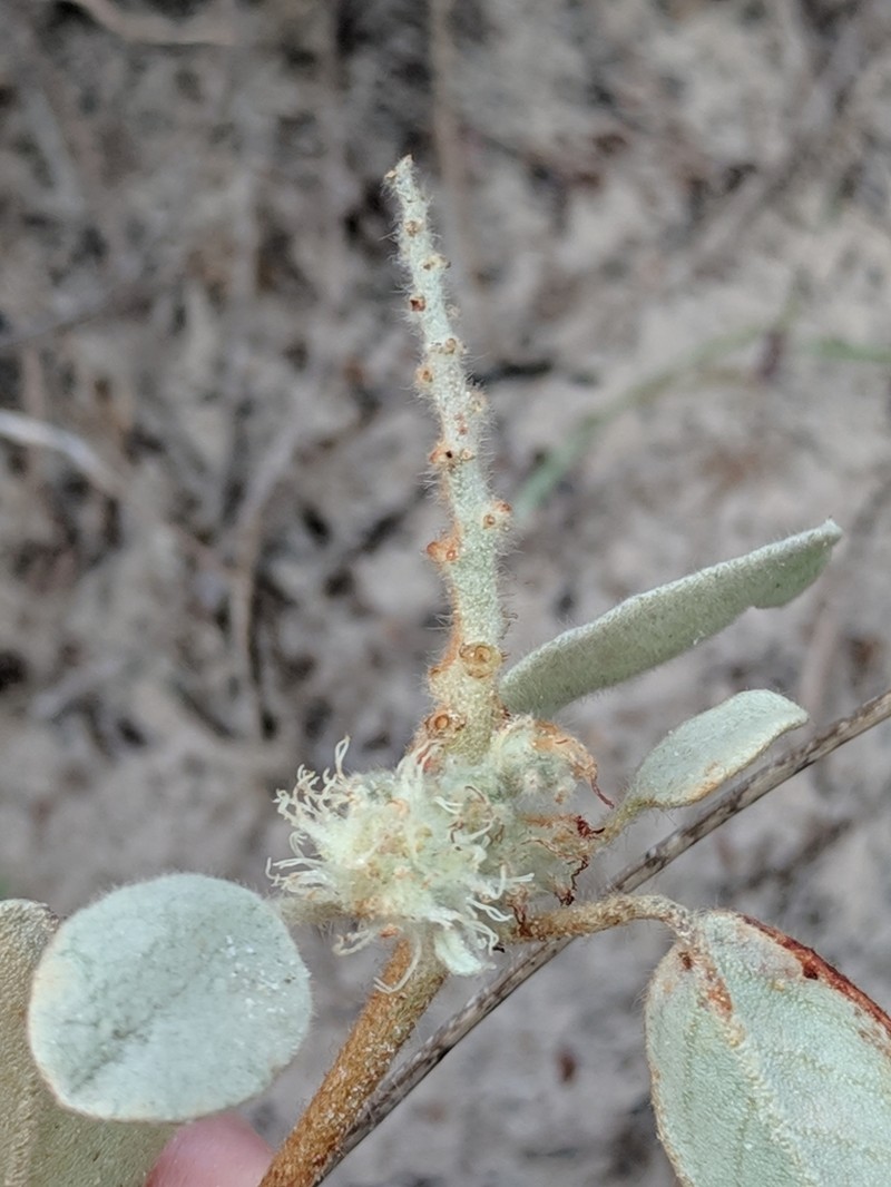 Cory's Croton photo 3
