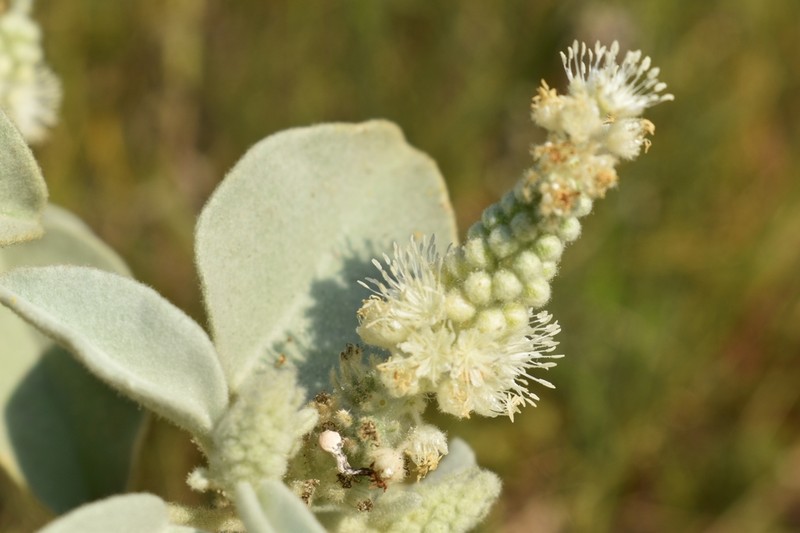 Cory's Croton photo 4