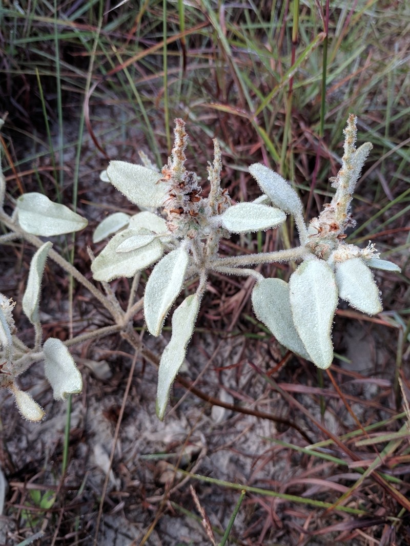 Cory's Croton photo 5