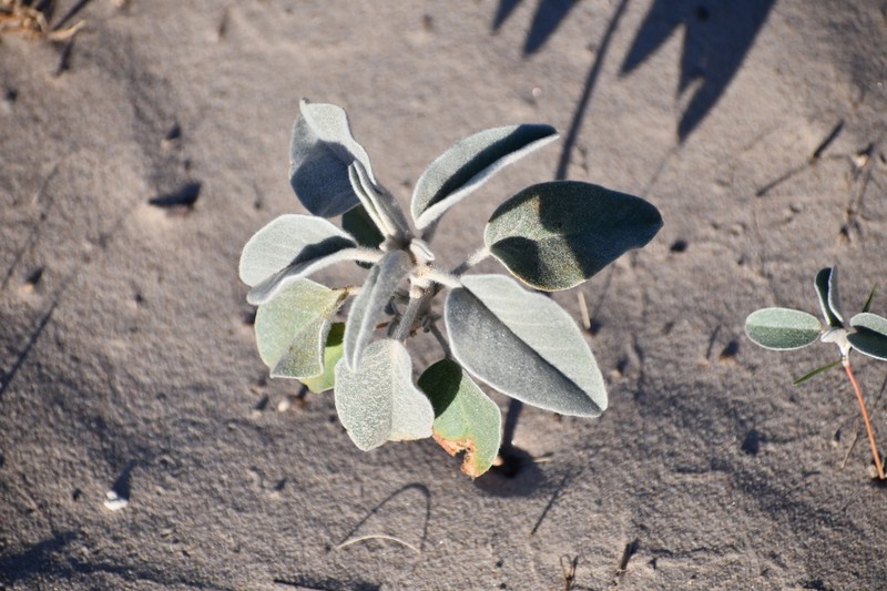 Cory's Croton photo 6