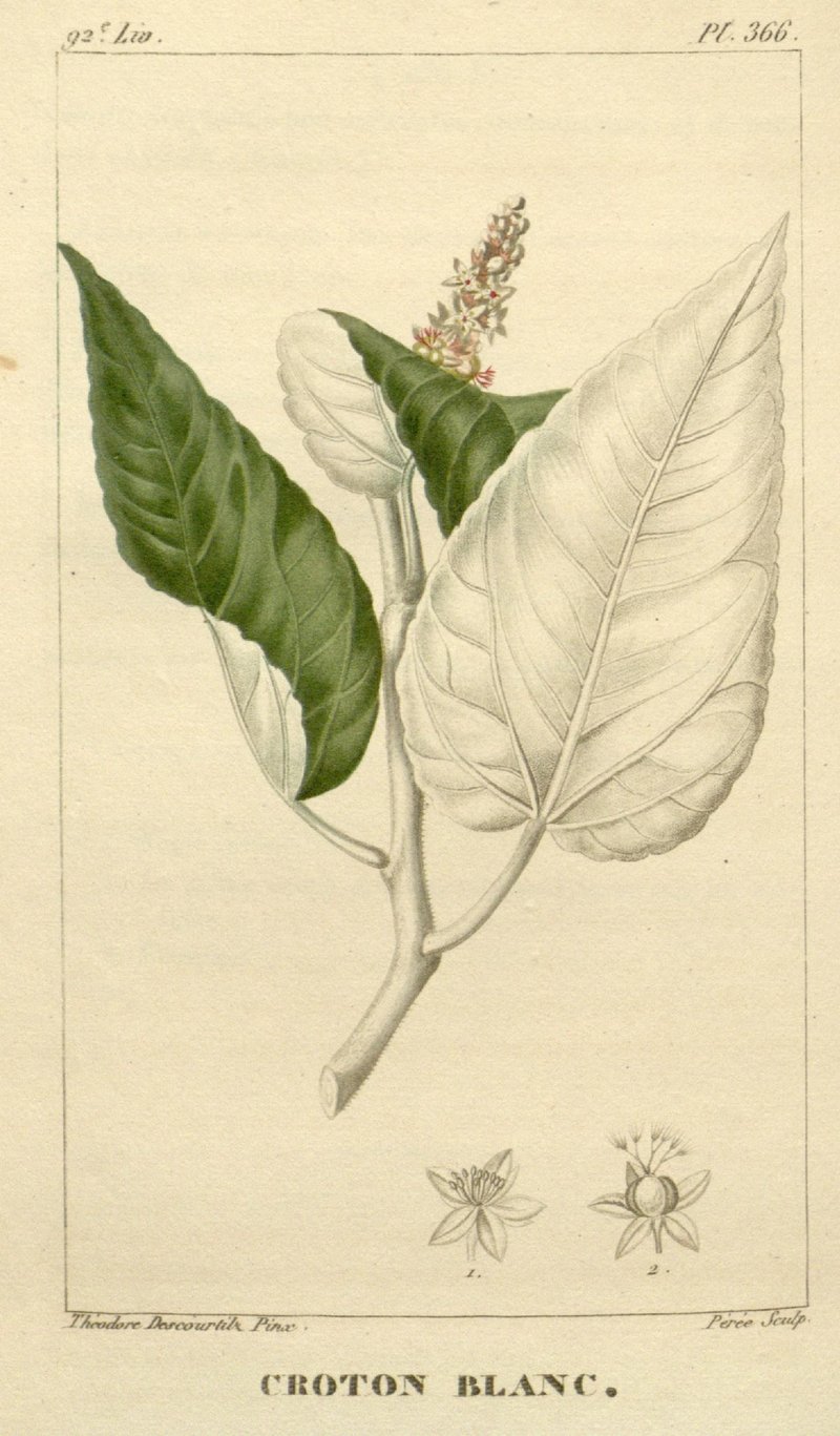 Croton corylifolius