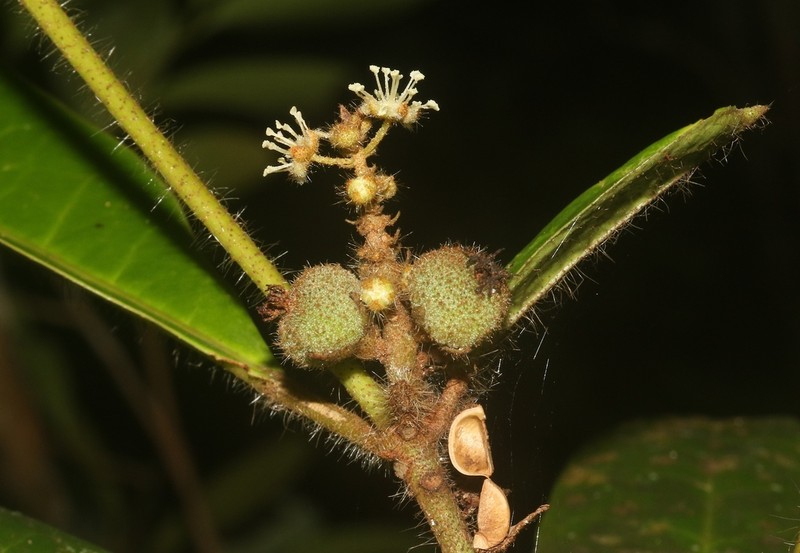Croton cupreolepis