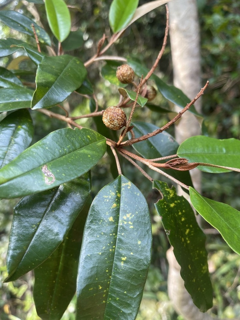 Croton cupreolepis photo 2