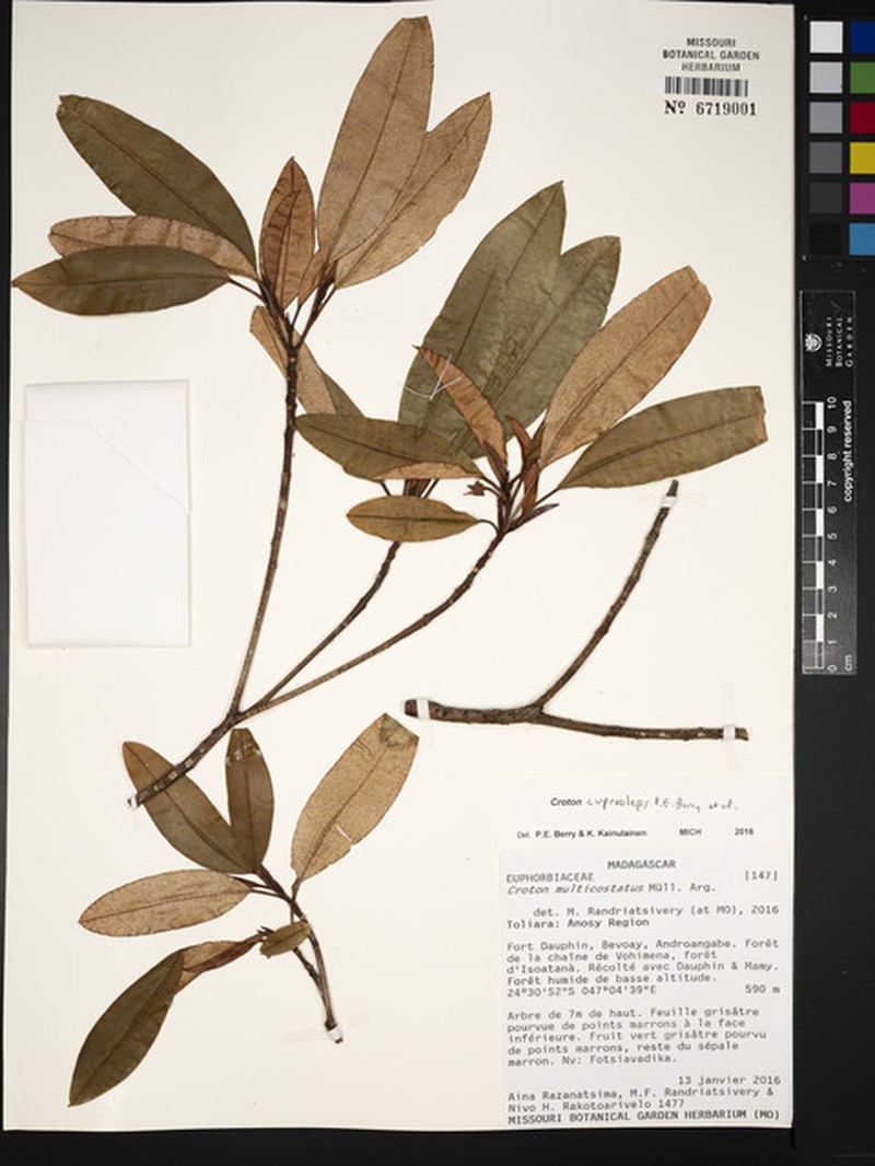 Croton cupreolepis photo 3