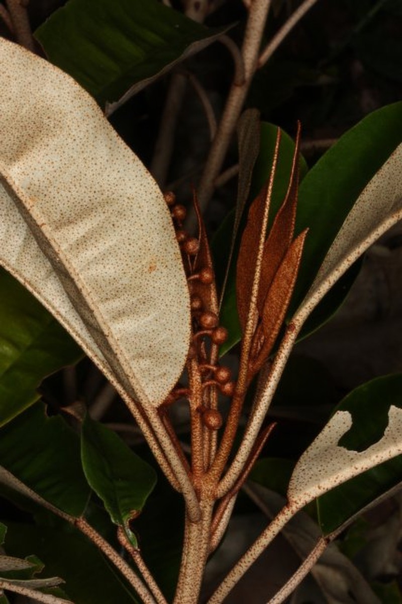 Croton cupreolepis photo 4